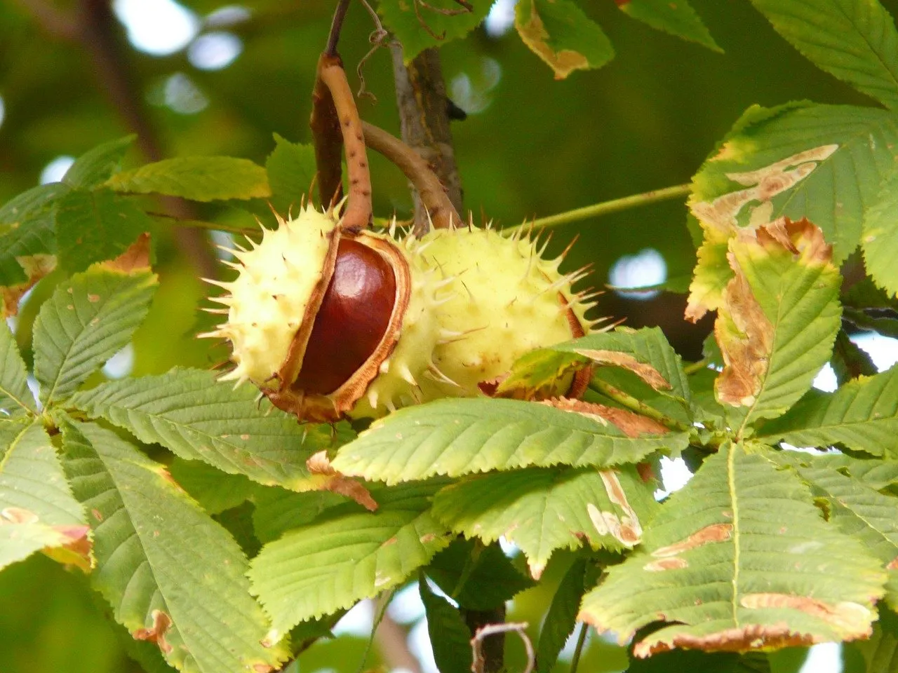 chestnut 60345 1280 kastanje kastanjeboom