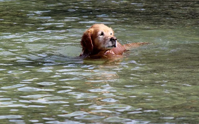 golden retriever 459869 640