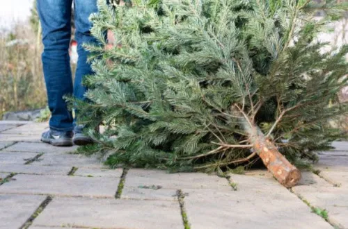 kerstboom