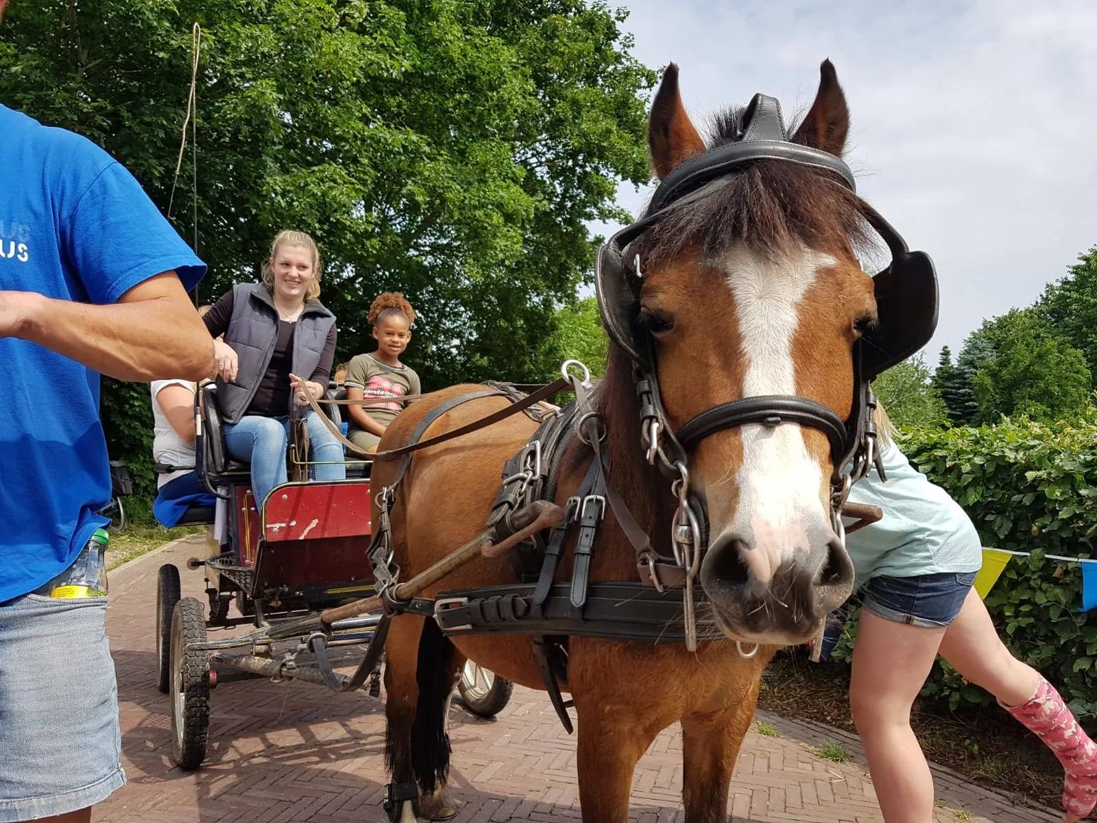 000foto7 paardenmelkerij de lage wierde
