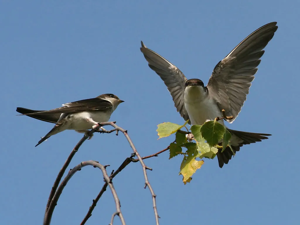 1024px house martin delichon urbicum 1 huiszwaluw cc by sa 30 ken billington