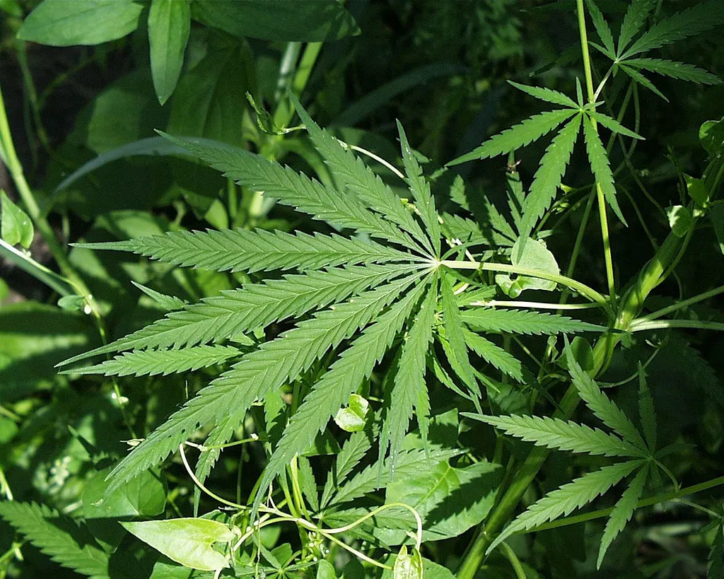 1024px marijuana