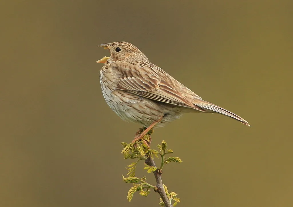 1024px miliaria calandra corn bunting cc by 20 grauwe gors steve riall flickr wikipedia