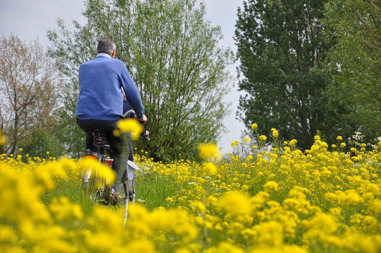 1280px fietsers oudewater polsbroekerdam koolzaad 17052012 cc by sa 30 onderwijsgek