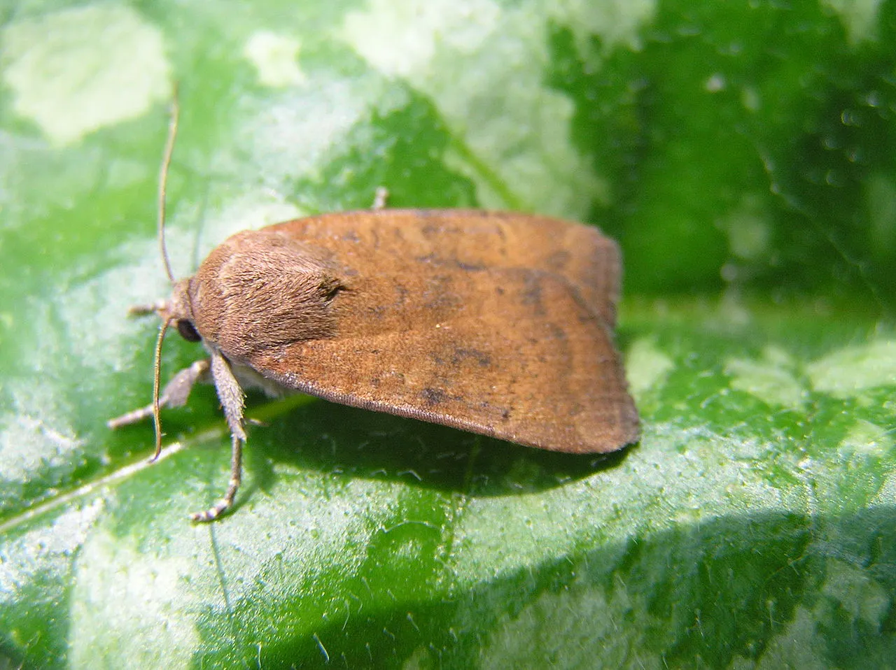 1280px huismoeder noctua interjecta fvl cc by sa 30 wikipedia commons fvlamoen