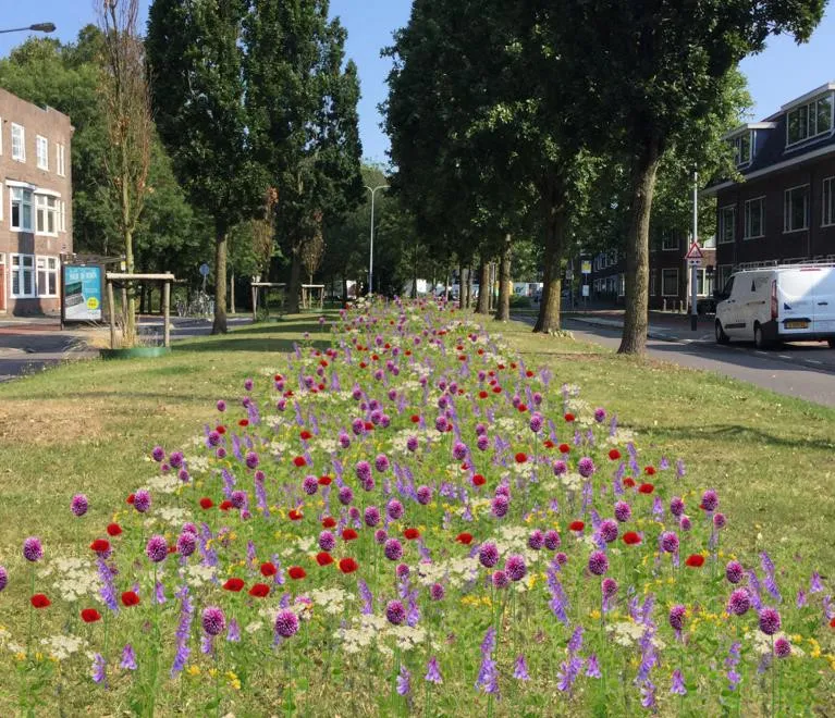 19 11 14 foto bijenlint 1
