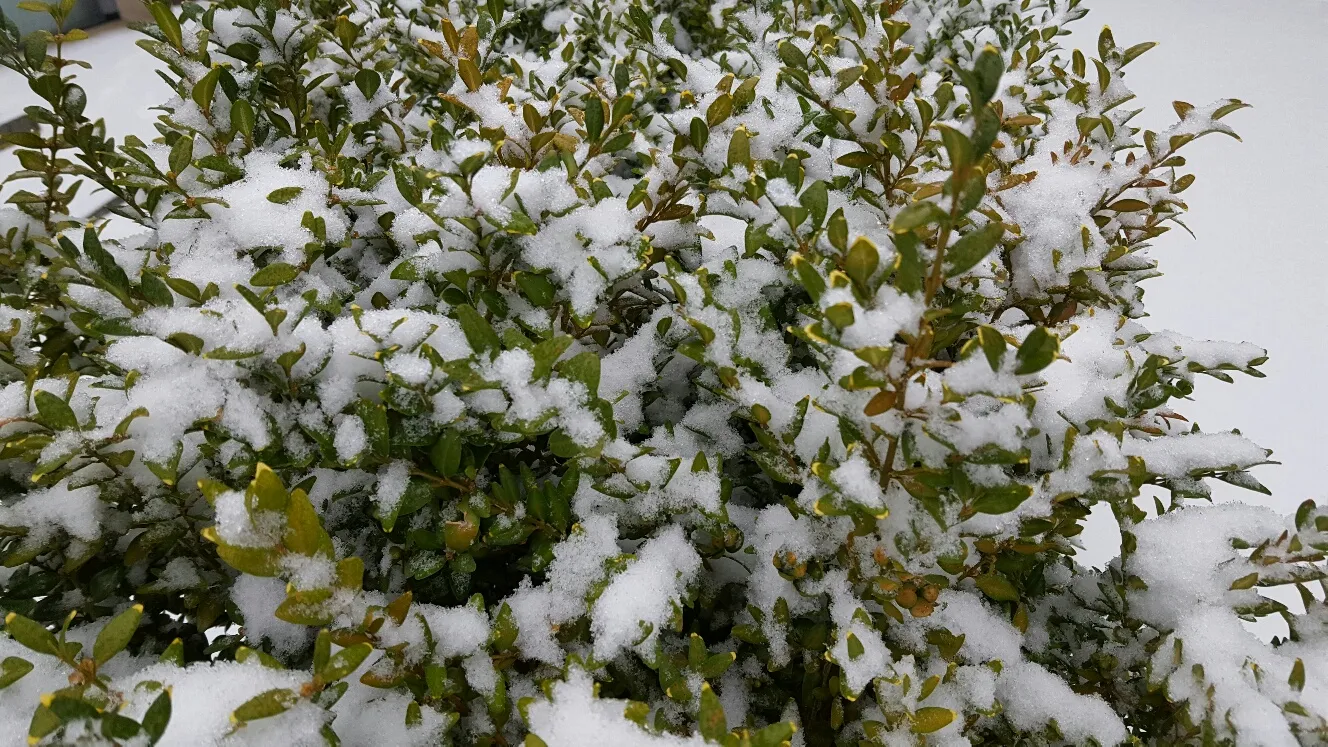 20170107 094318 resized