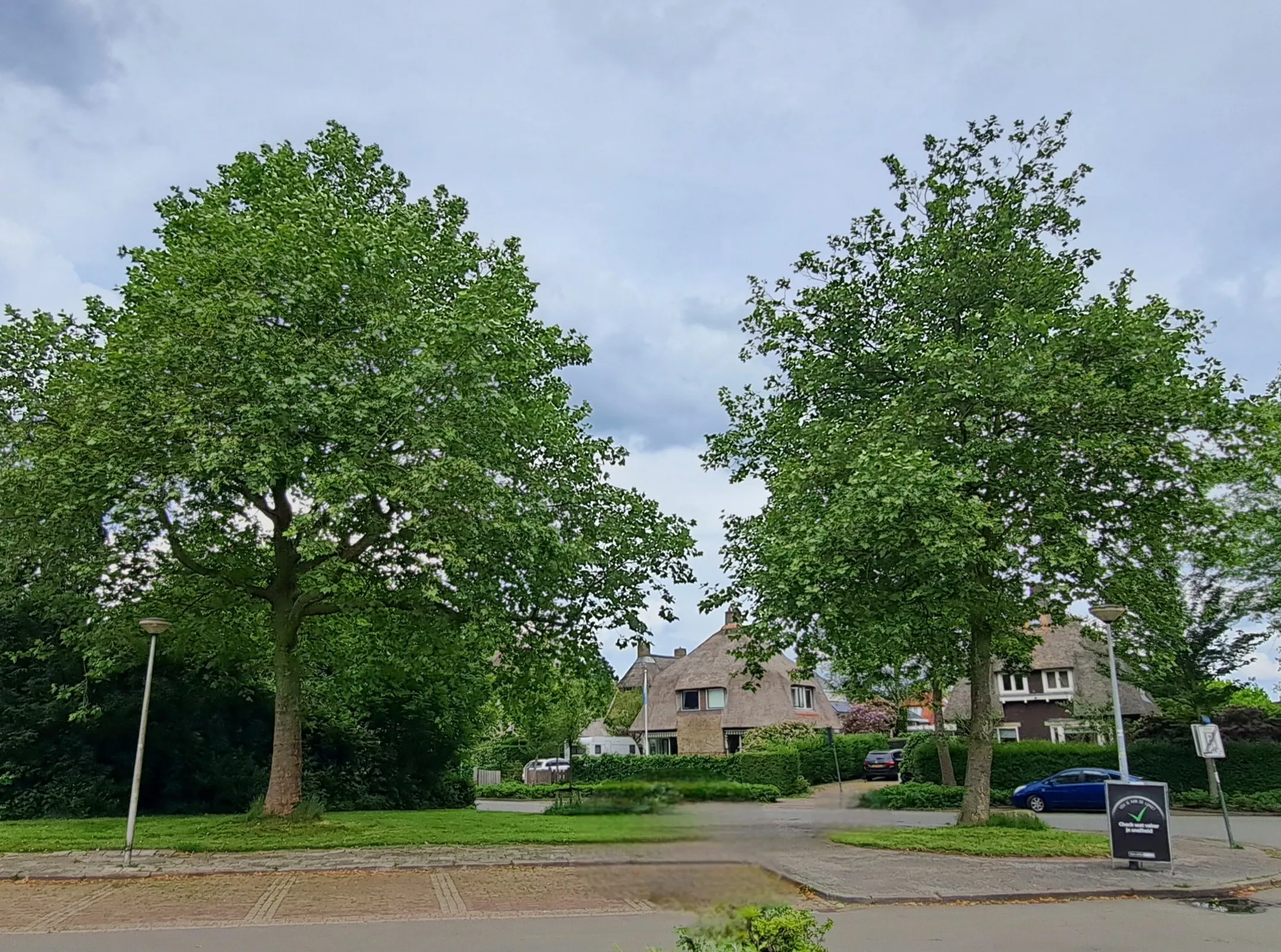 20240526 platanen haderaplein haren