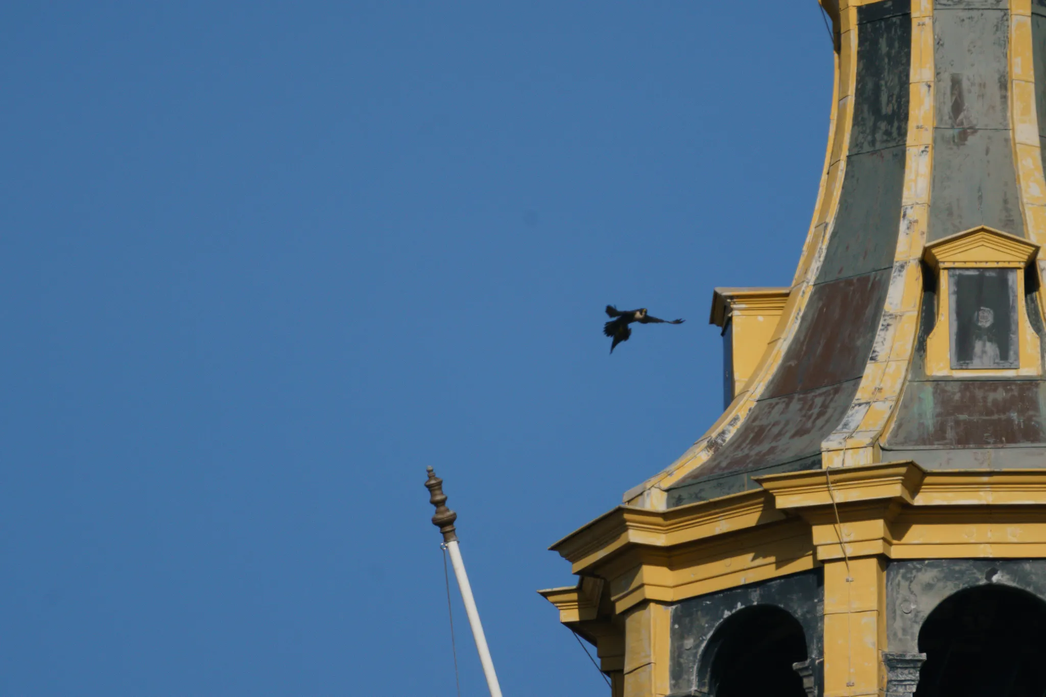 279183594 298050662502933 6390399089825763417 n slechtvalkje gemeente groningen atoren