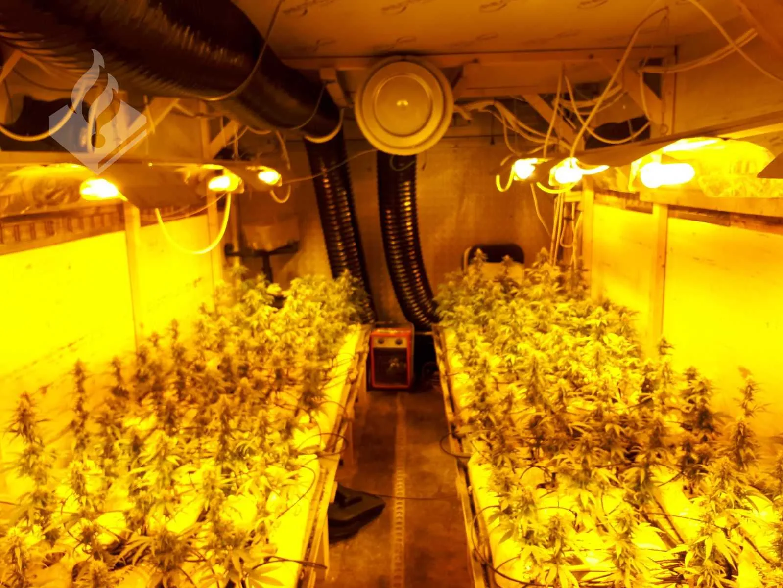 28424660 1662310187141284 8575292169467578774 o politie groningen stad haren hennepkwekerij in vrachtwagen