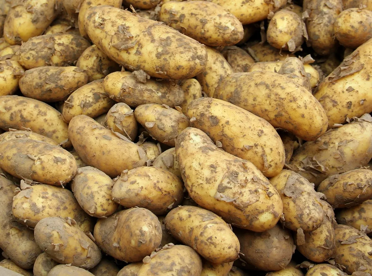 aardappelen cco