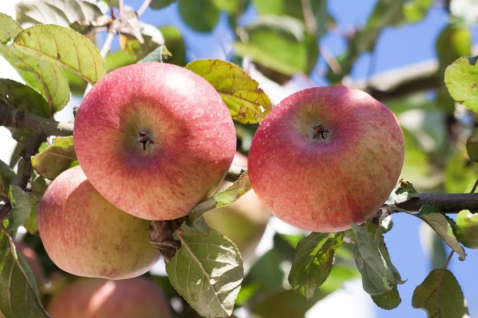 appelboom
