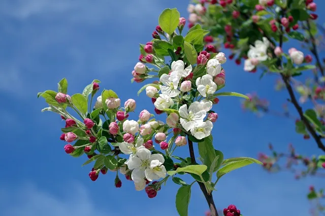 apple blossom 173566 640