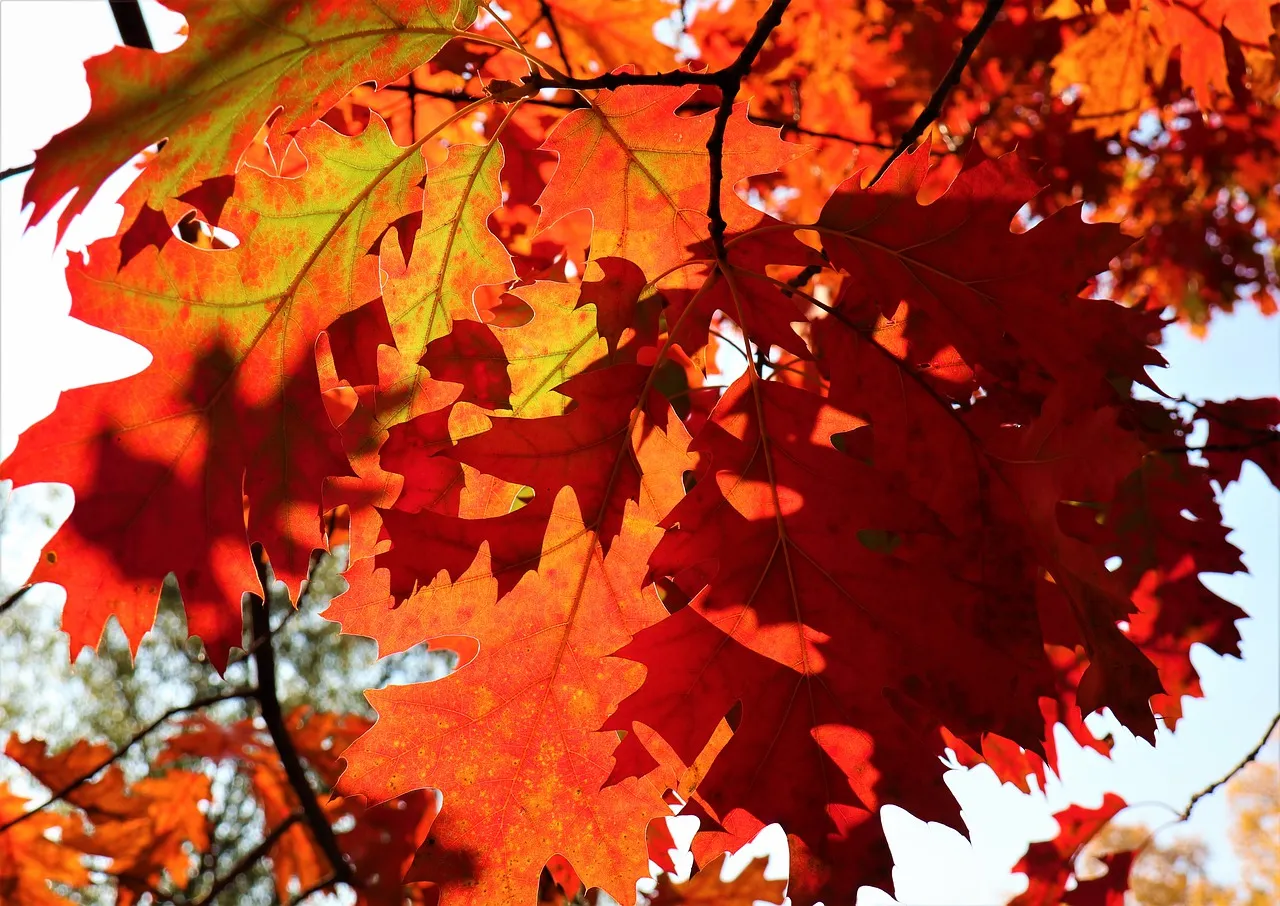 autumn 4564506 1280