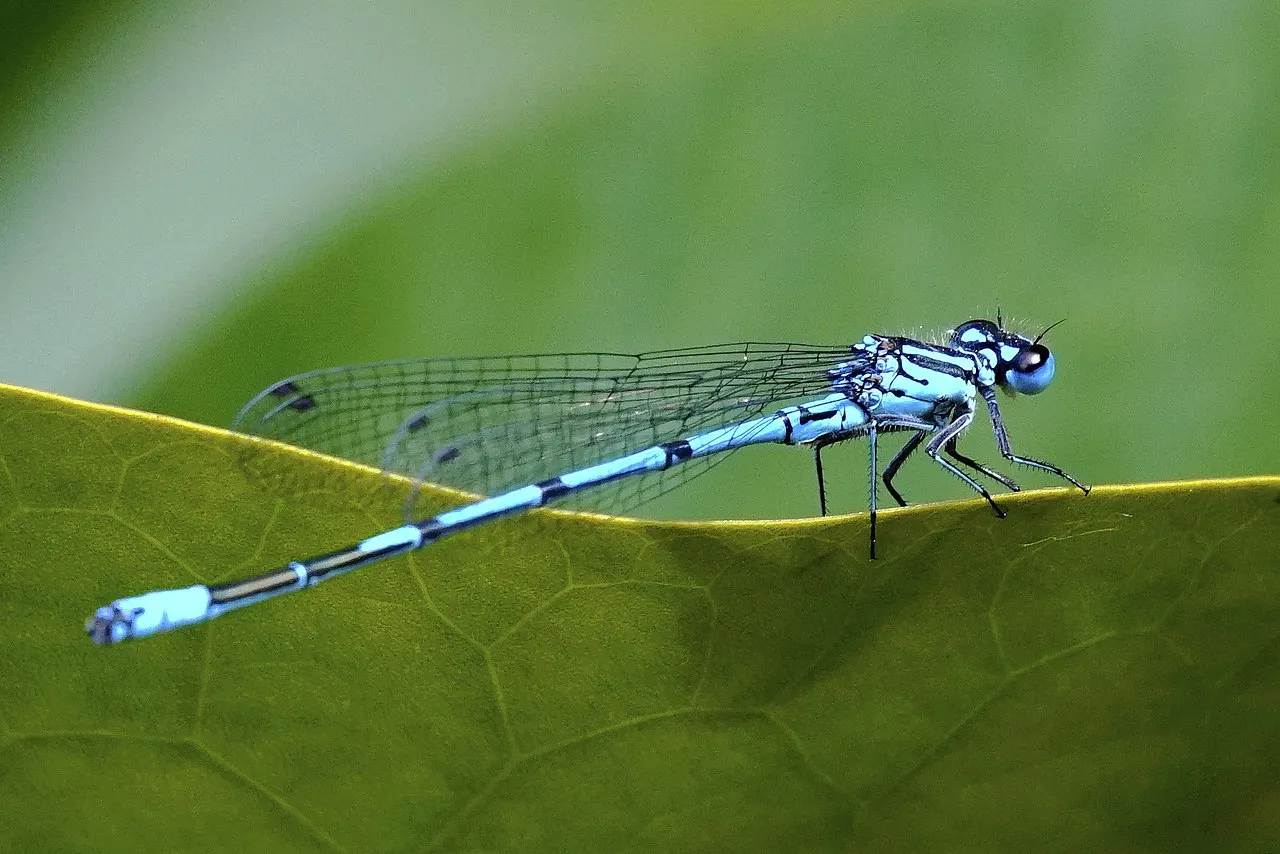 azuurwaterjuffer coenagrion puella 42345449340 cc by 20 wikipedia commons rob stoeltje