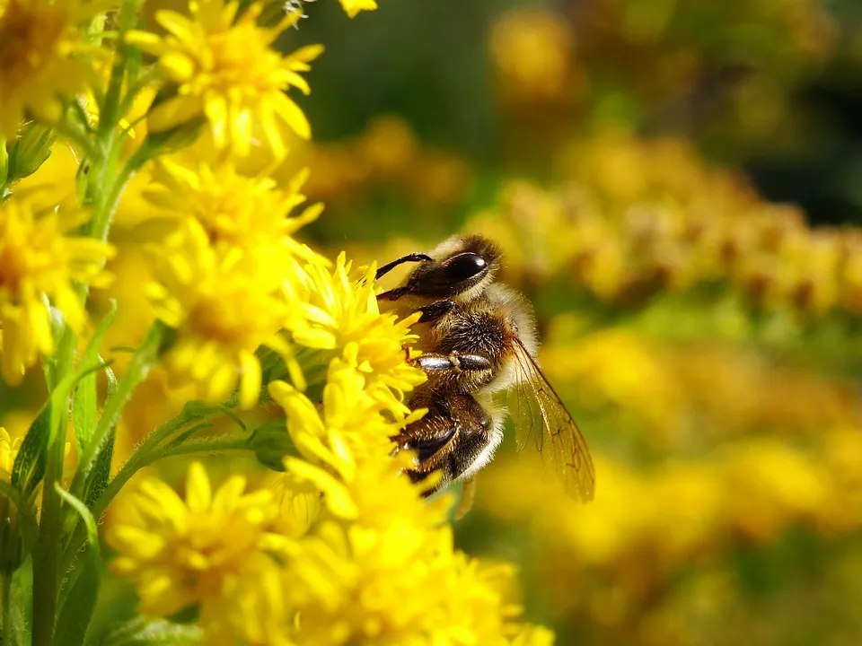 bee 1624453 960 720 bij wilde bij