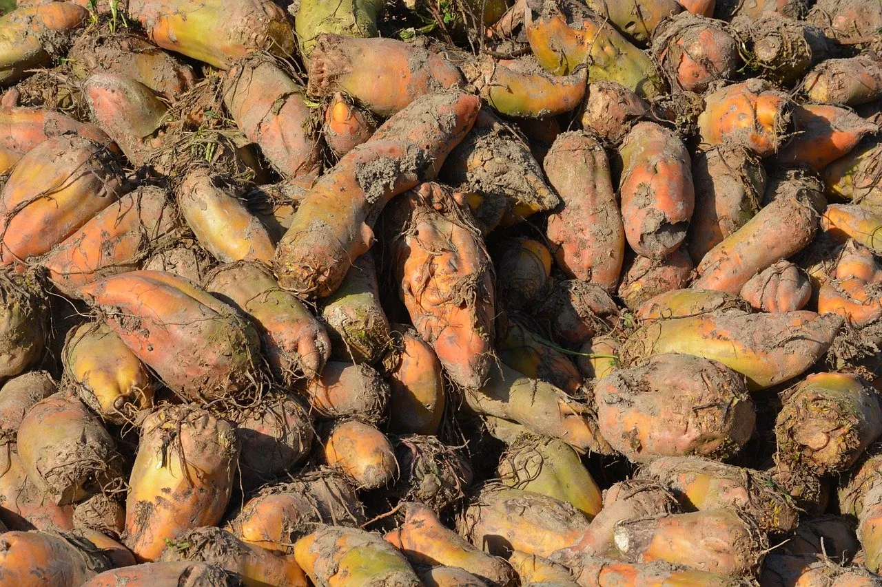 beet 513646 1280 voederbieten