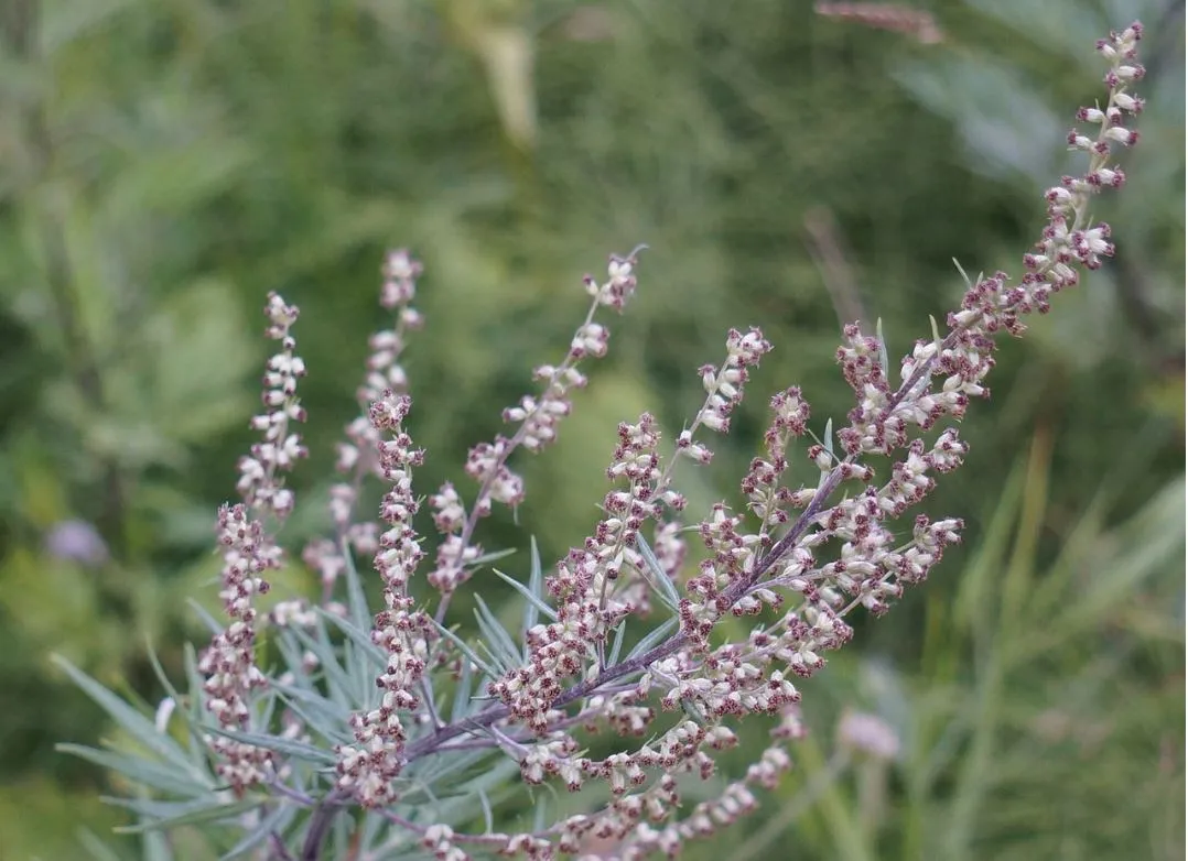bijvoet pollen hooikoorts