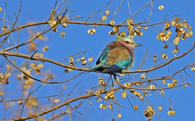 bird 515031 640