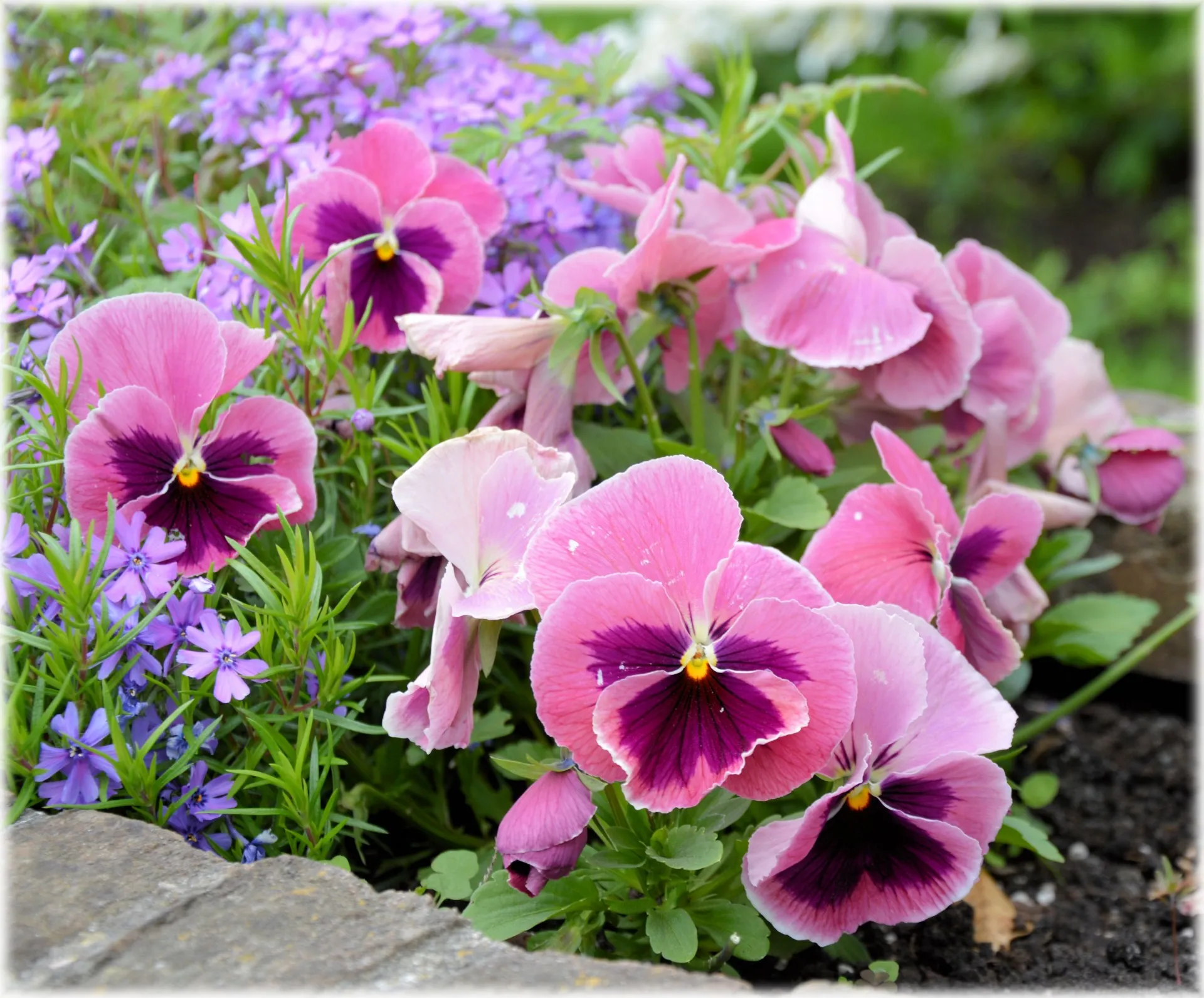bloemen in hollandse tuinen 16