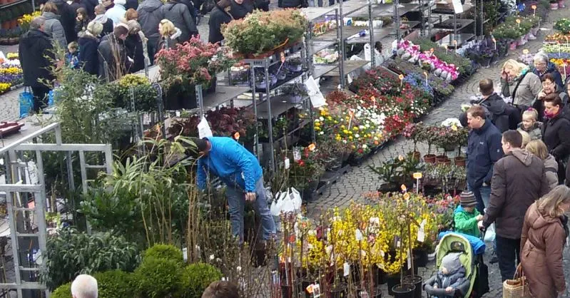 bloemen