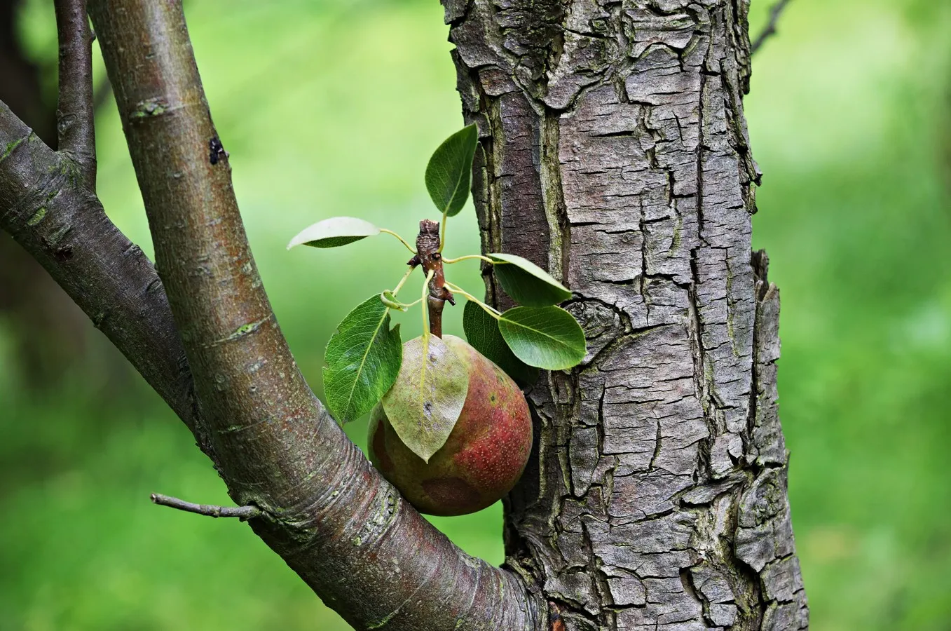 bos voedselbos peren appels cc0 pxhere