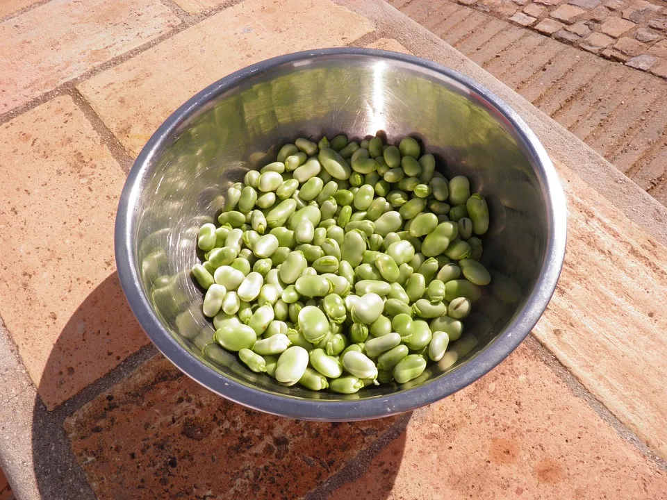 broad beans 1001279 960 720