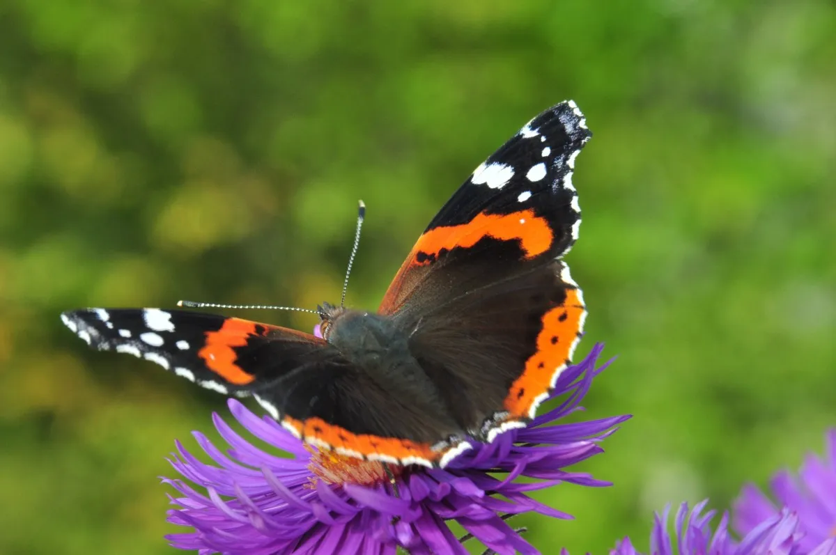 butterfly admiral edelfalter purple flower colorful insect 921670jpgd atalanta cco