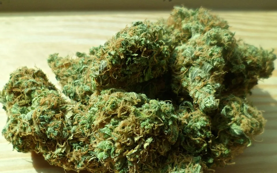 cannabis 448661 960 720