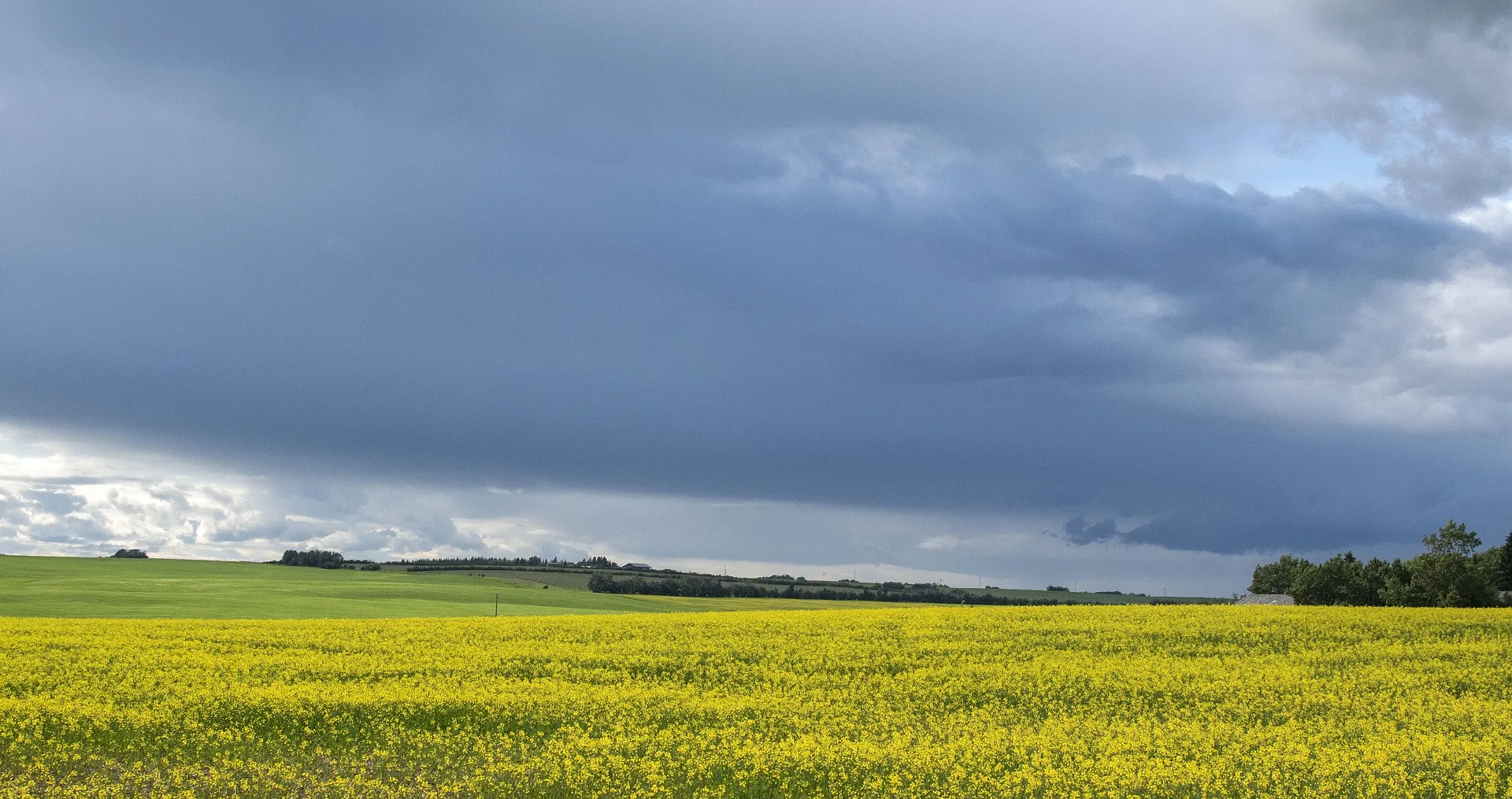 canola 5424784 1920 koolzaadvelden connie hartel via pixabay