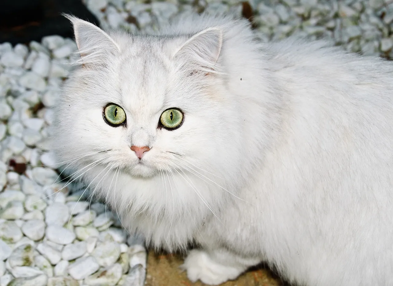 cat 1696199 1280