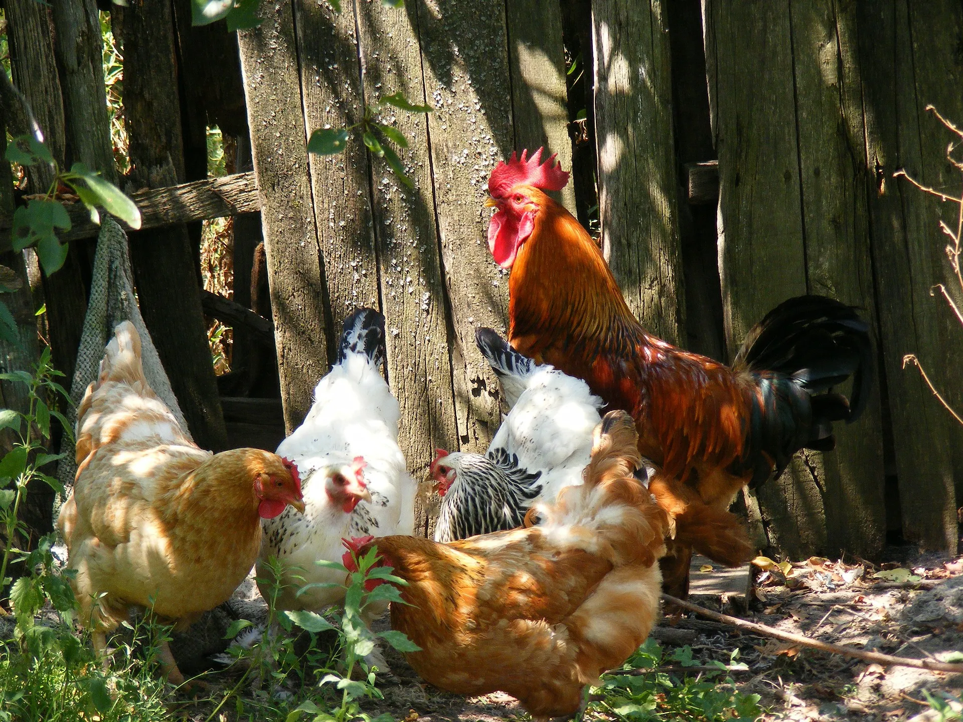 chicken gd61c86e31 1920 kippen emilian robert vicol via pixabay