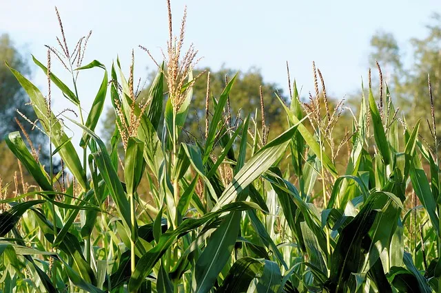 corn 436654 640