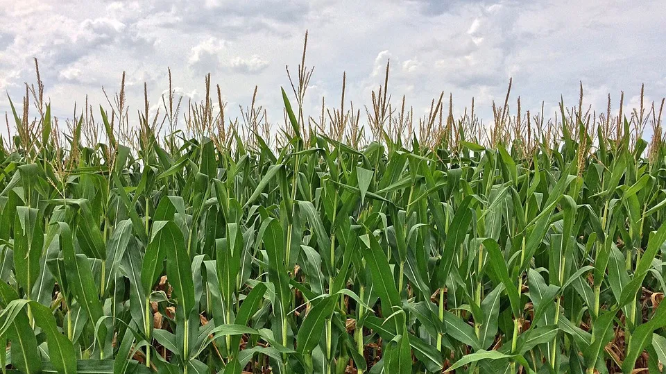 corn 892595 960 720 mais