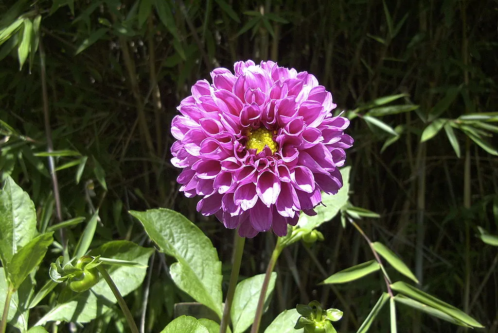 dahlia cc by sa 3 0 vulkan
