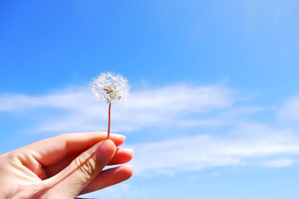 dandelion 868610 960 720