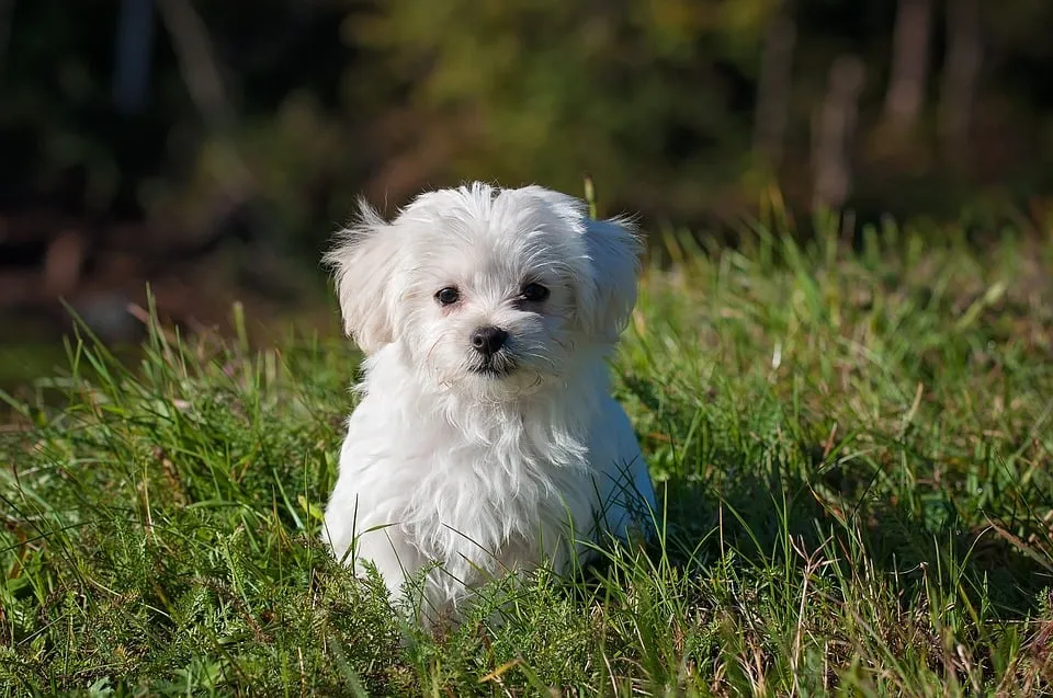 dog 1123016 960 720