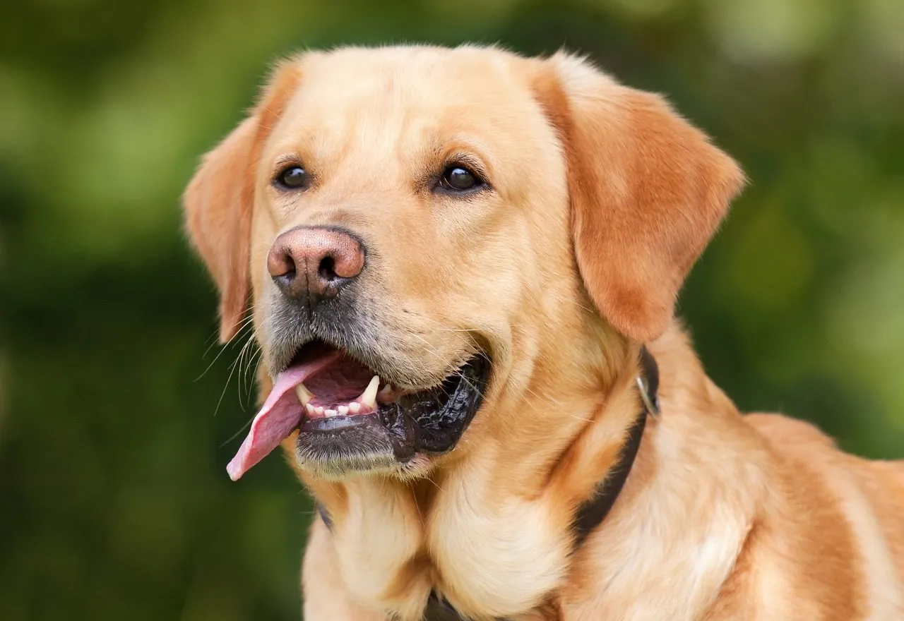 dog 1210559 1280 e1478269623305