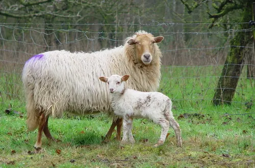 drents heideschaap cc by sa 30 eadepoeltegroen