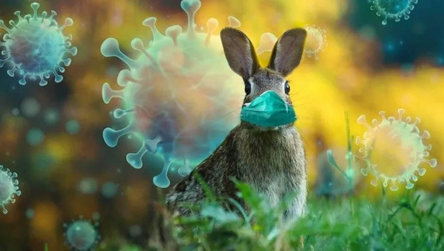 easter 4964345 640 915x518 bijf dit weekend thuis luidt het advies