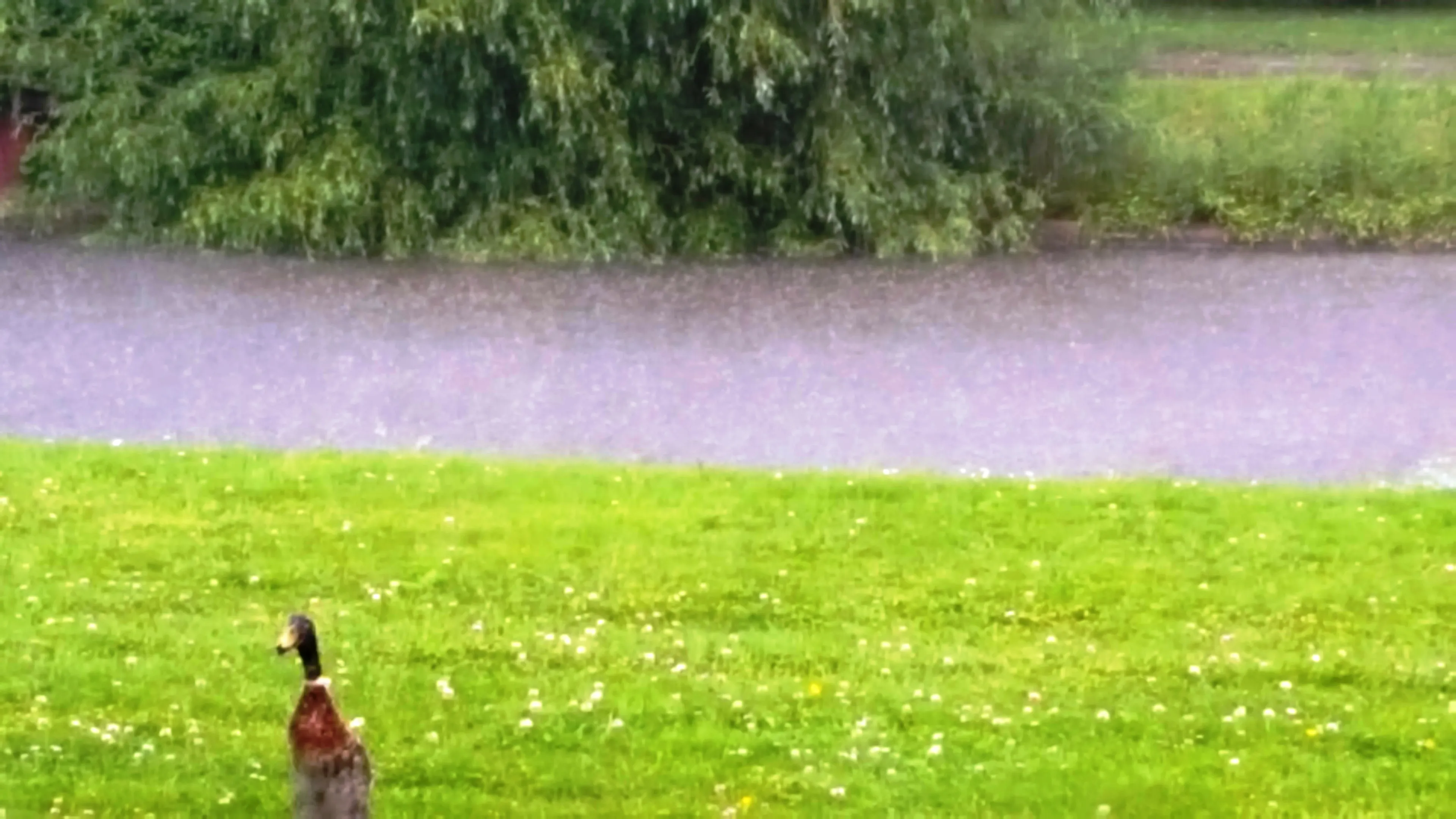 eend regen