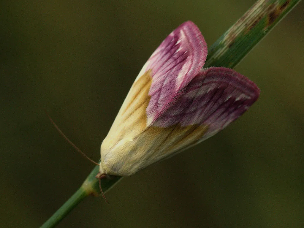 eublemma purpurina beautiful marbled 26995592388 cc by sa 20 eublemma purpurinaeublemma purpurina by ilia ustyantsev