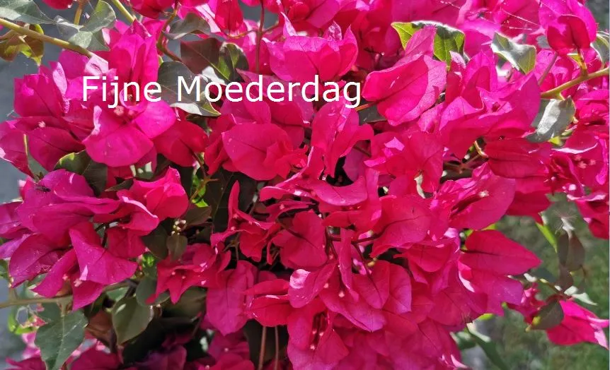fijne moederdag 1