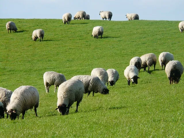 flock of sheep 57690 640
