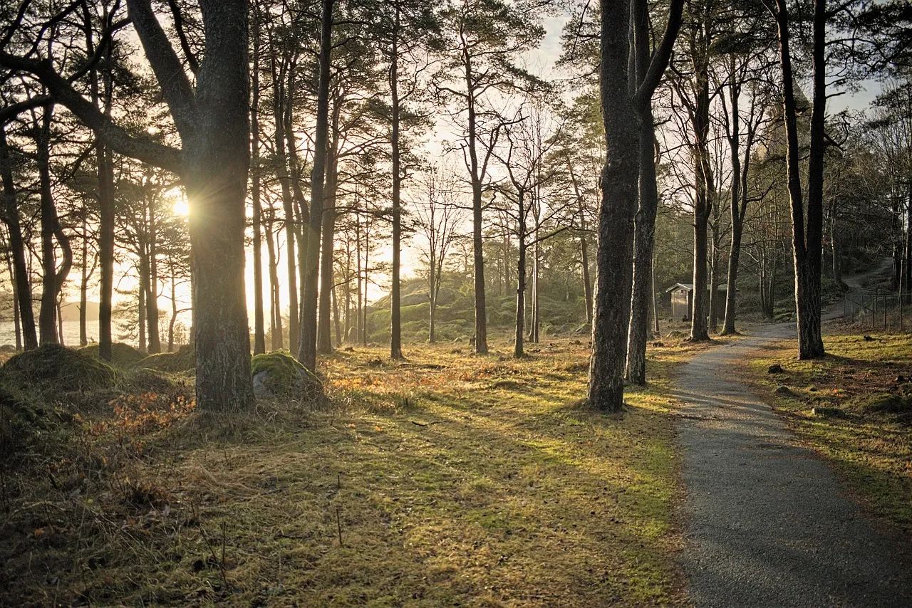 forest g69336d303 1280