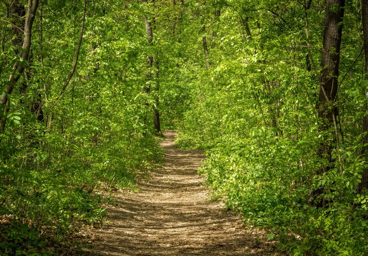 forest nature wood trees spring path green earth 1167458 bos tiny forest