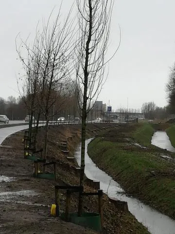 foto boom winschoterweg2