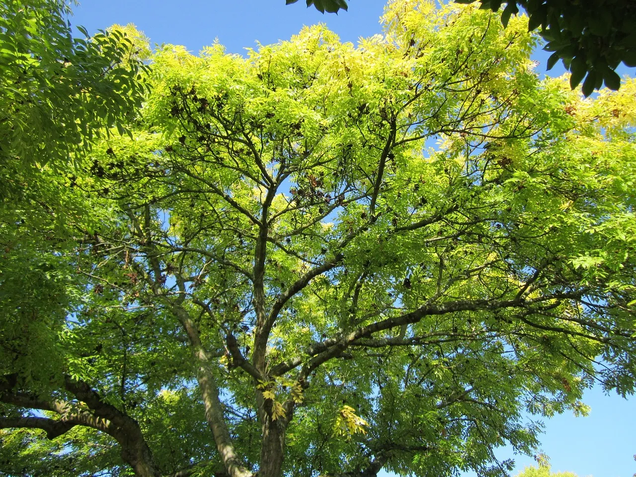 fraxinus excelsior 844544 1280 es wikimedia image