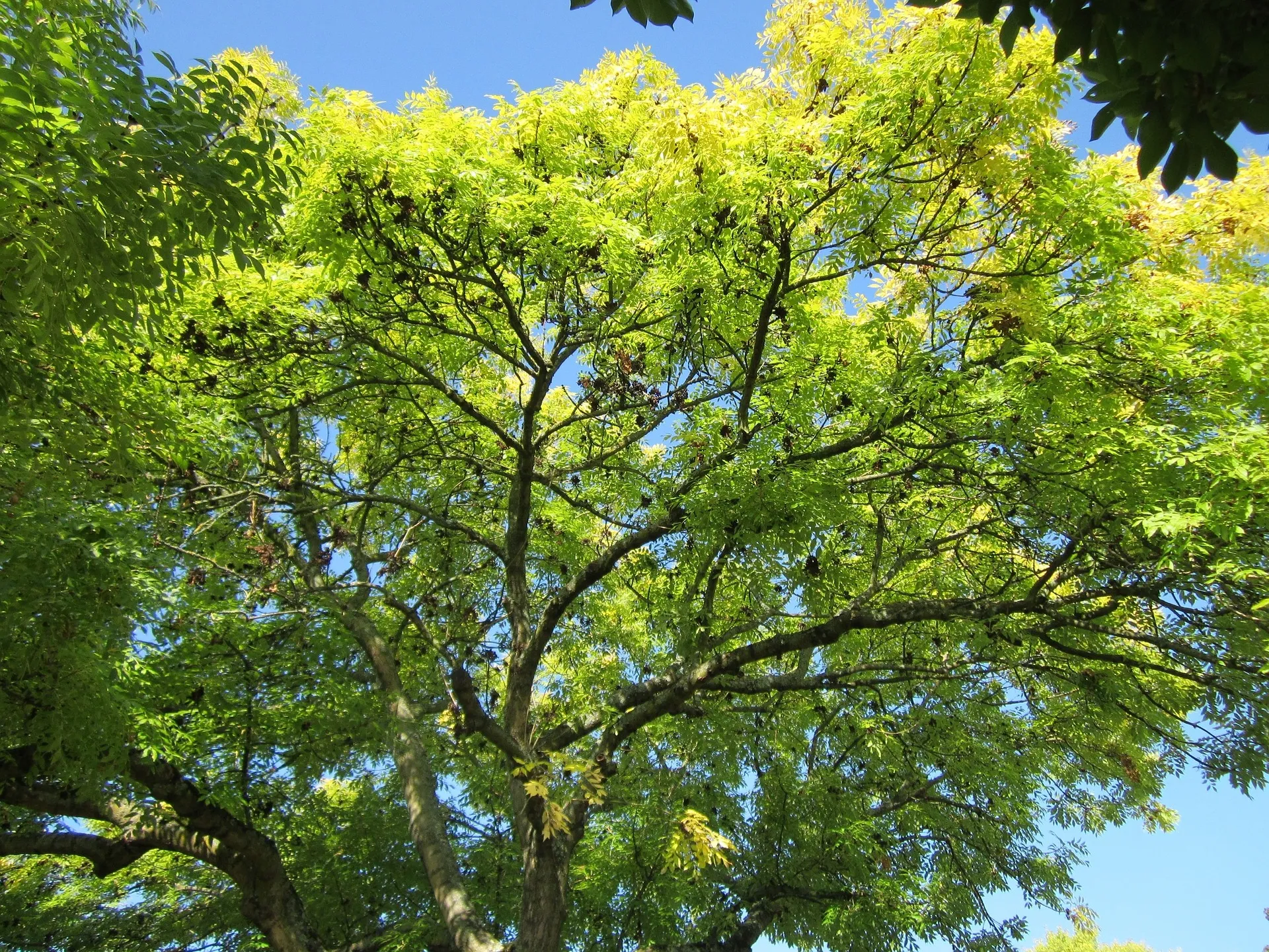 fraxinus excelsior 844544 1920 es wikimediaimages via pixabay essen