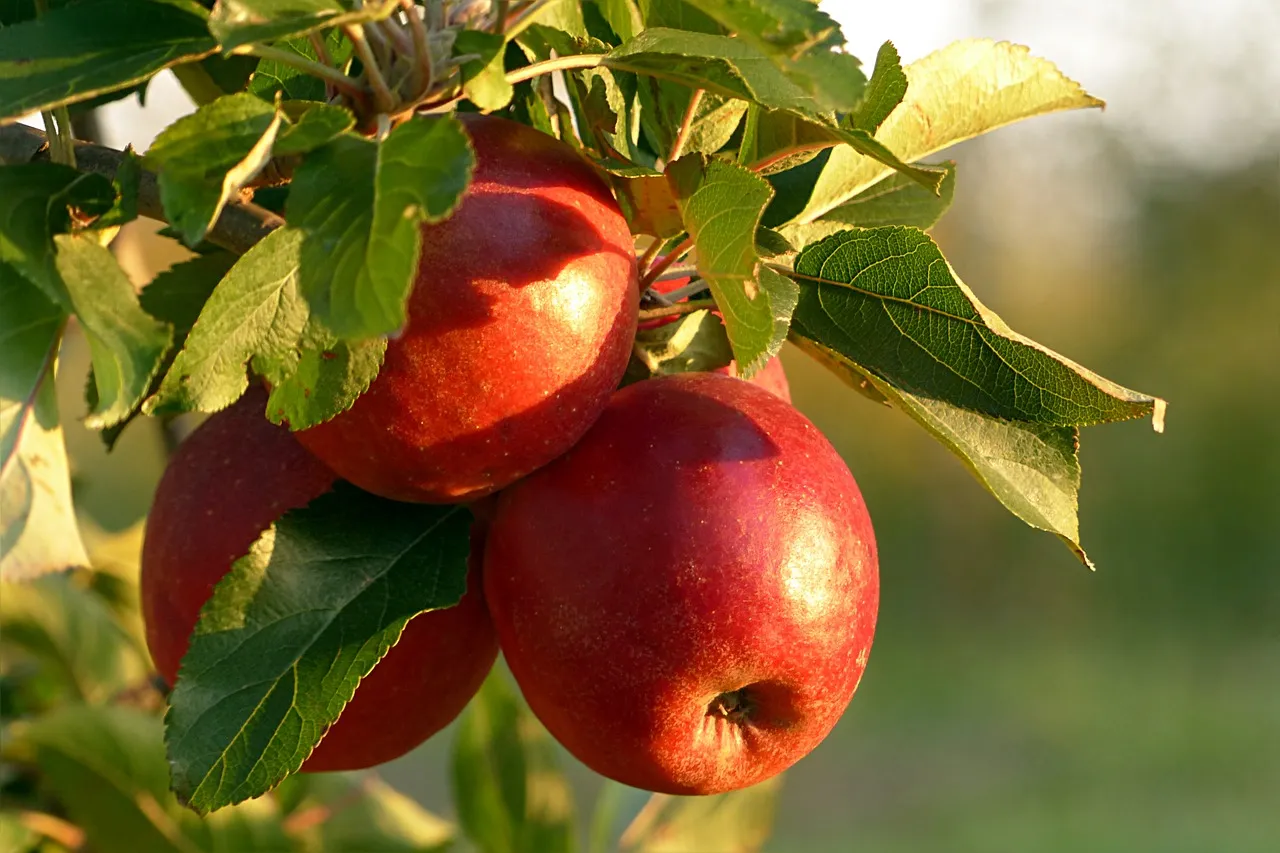 fruit 2905849 1280 appelboom